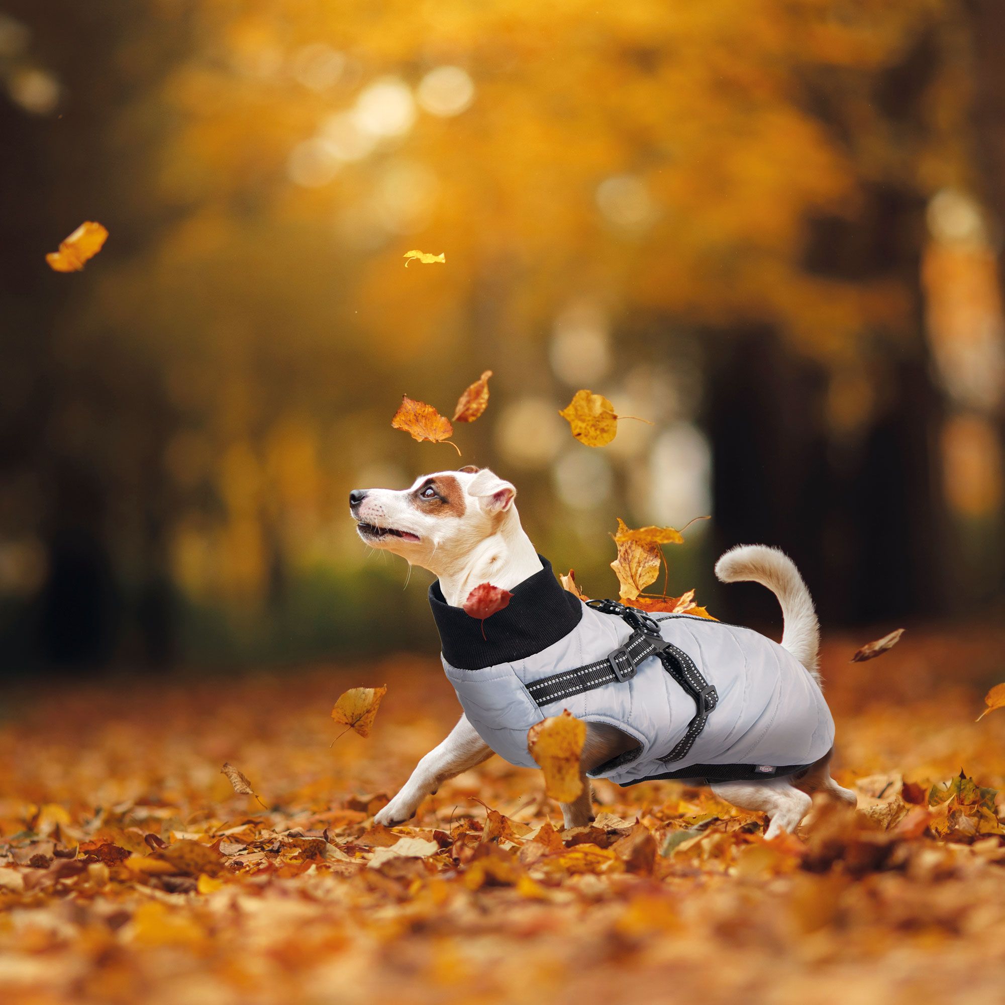 Trixie Hundemantel Pontis mit Geschirr