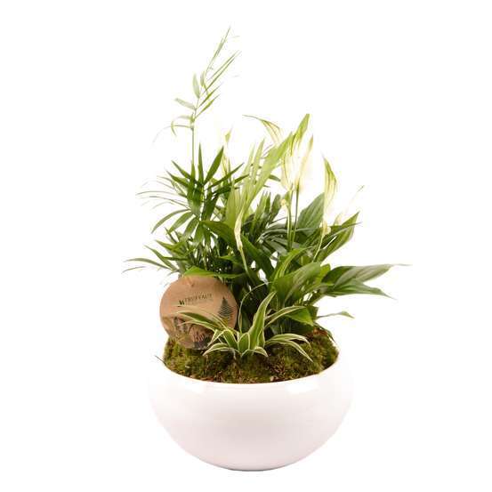 Compo 3 plantes, pot D20cm