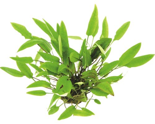 Gevlamde bruinbladige watertrompet - Cryptocoryne affinis C 400