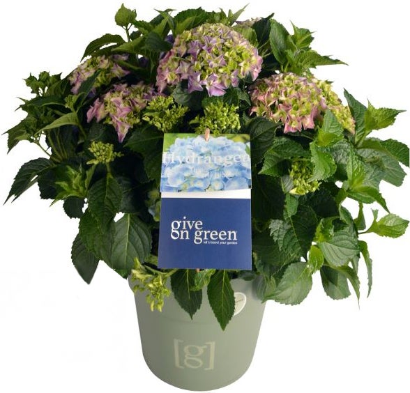 Hortensia (Hydrangea macrophylla) blauw D 29 H 60 cm