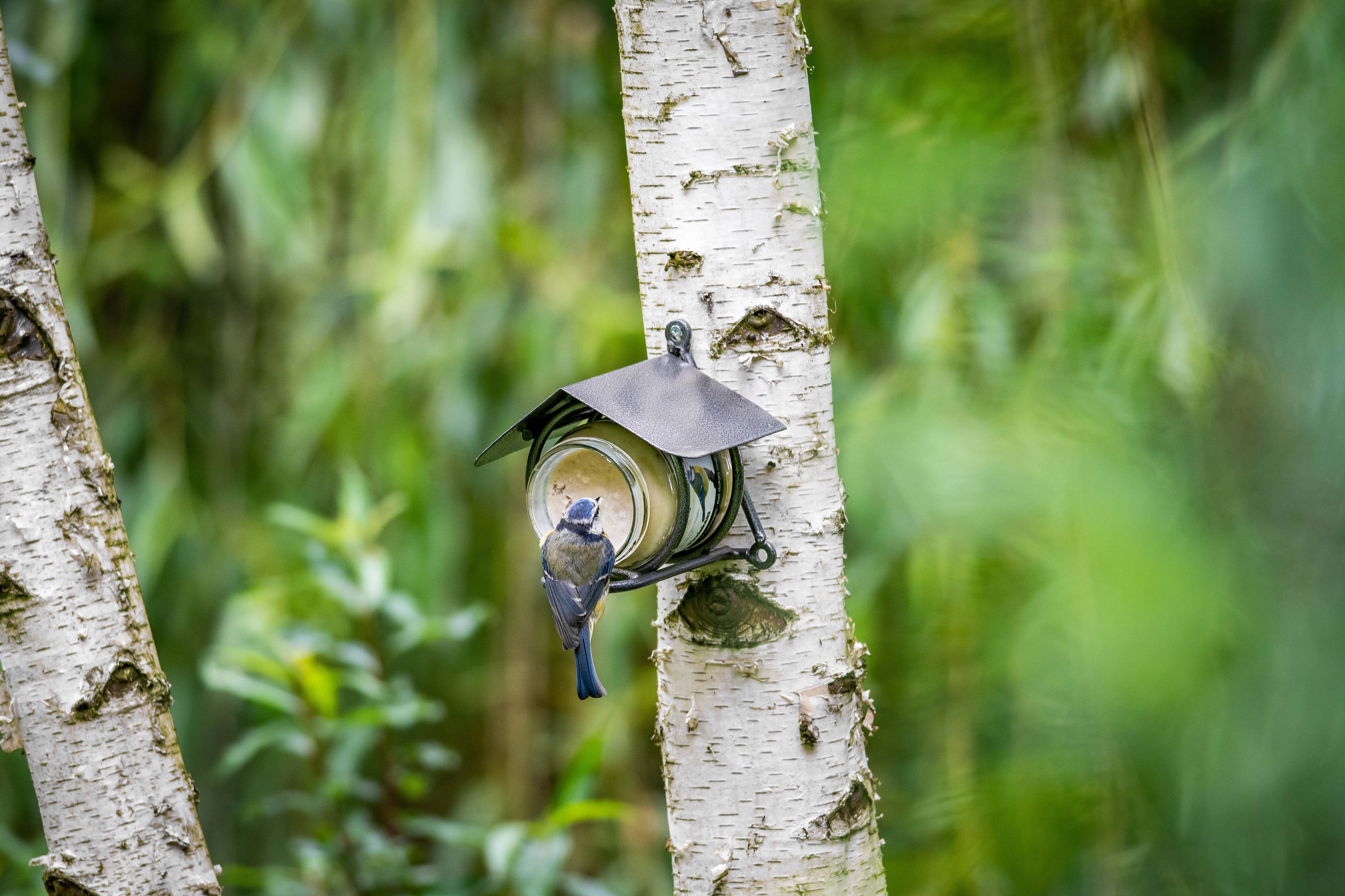 Vogelbescherming - Vogelpindakaas - Meelwormen - Tuinvogelvoer - 300 Milliliter - Meelwormen