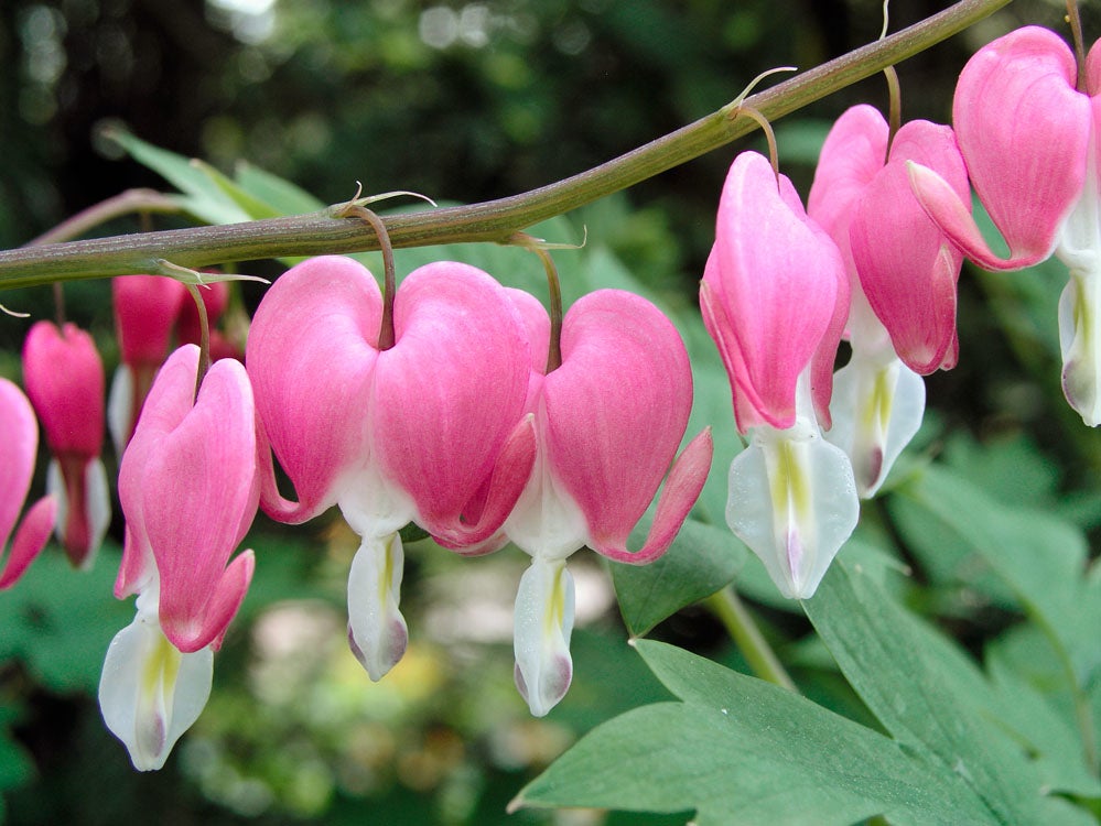 Gebroken Hartje (Dicentra spectabilis) D 11 H 60 cm
