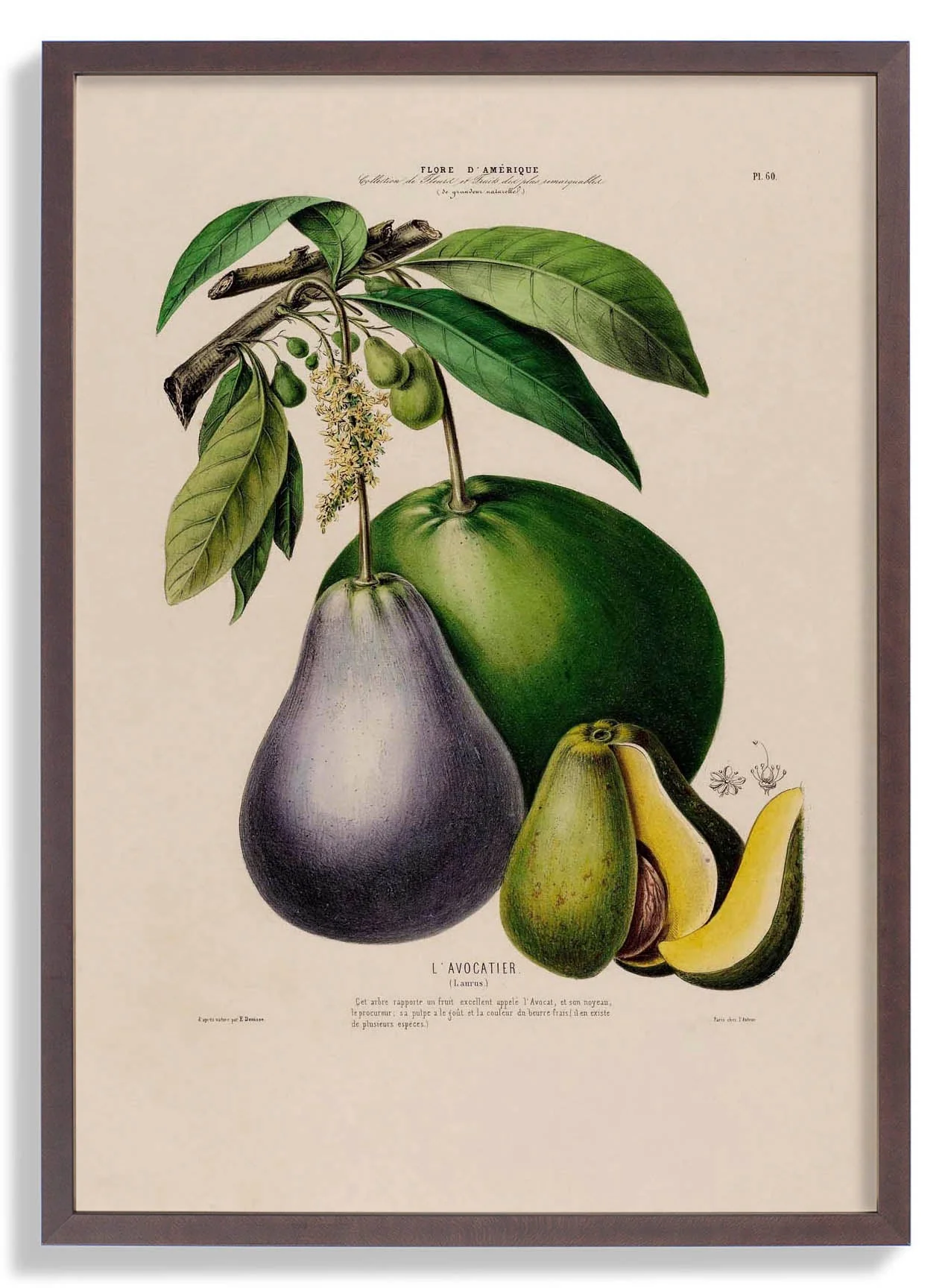 L'Avocatier