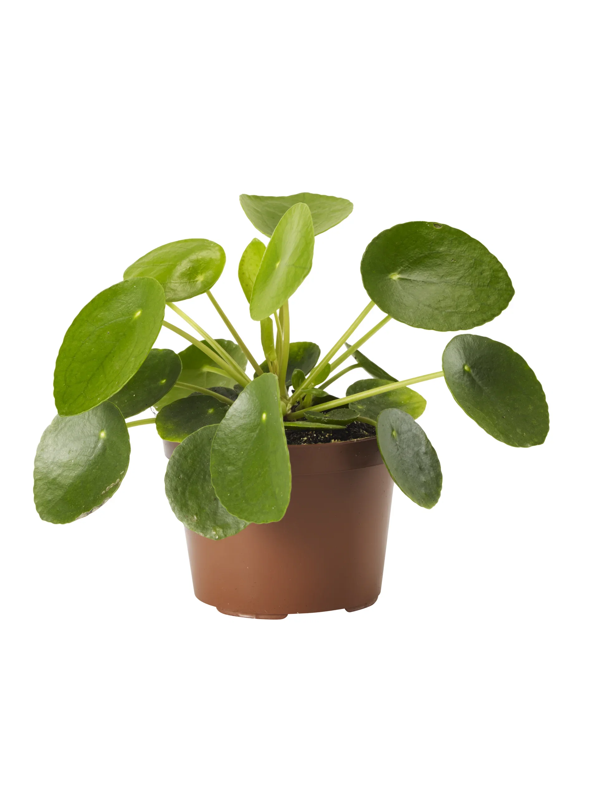 Pilea peperomioides Elefantøre Høyde 25 cm