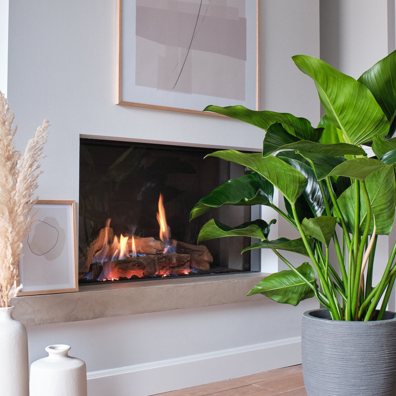 Philodendron (Philodendron 'Green Beauty') D 27 H 90 cm