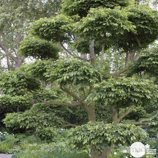 Carpinus betulus : H. 60/80 cm : ctr 4 litres