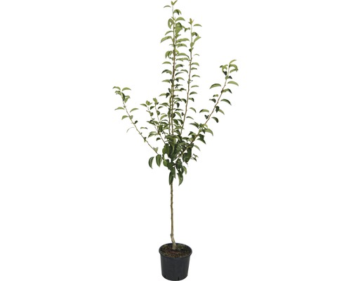 Biologische herfstpeer FloraZelforganisch Pyrus communis 'Clapps Liebling' Stamhoogte 60 cm Totale hoogte ca. 130-150 cm Co 7,5 L Struik