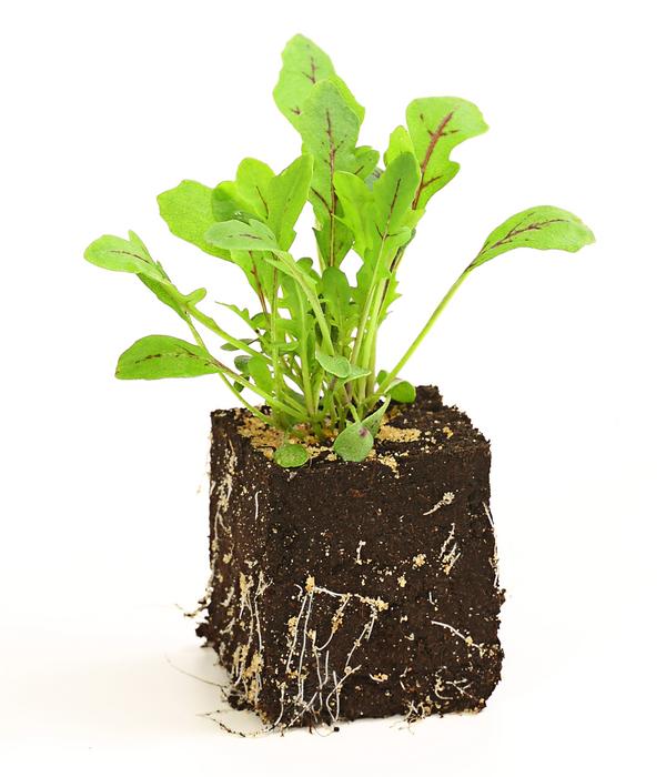 Drachenzungenrucola, 6er Schale
