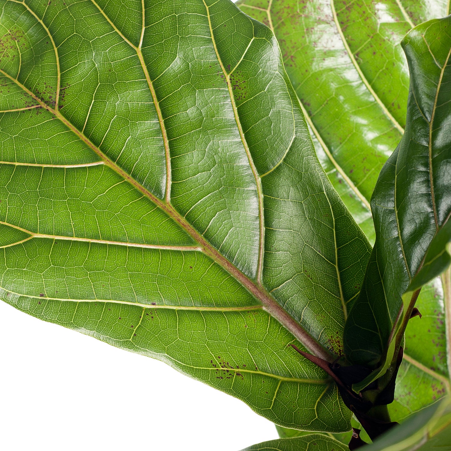 Vioolbladplant (Ficus lyrata) D 30 H 150 cm