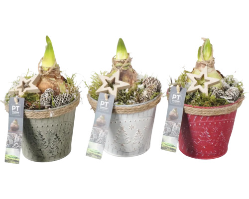 Amaryllis, Ritterstern FloraSelf Ø 13 cm zinken pot