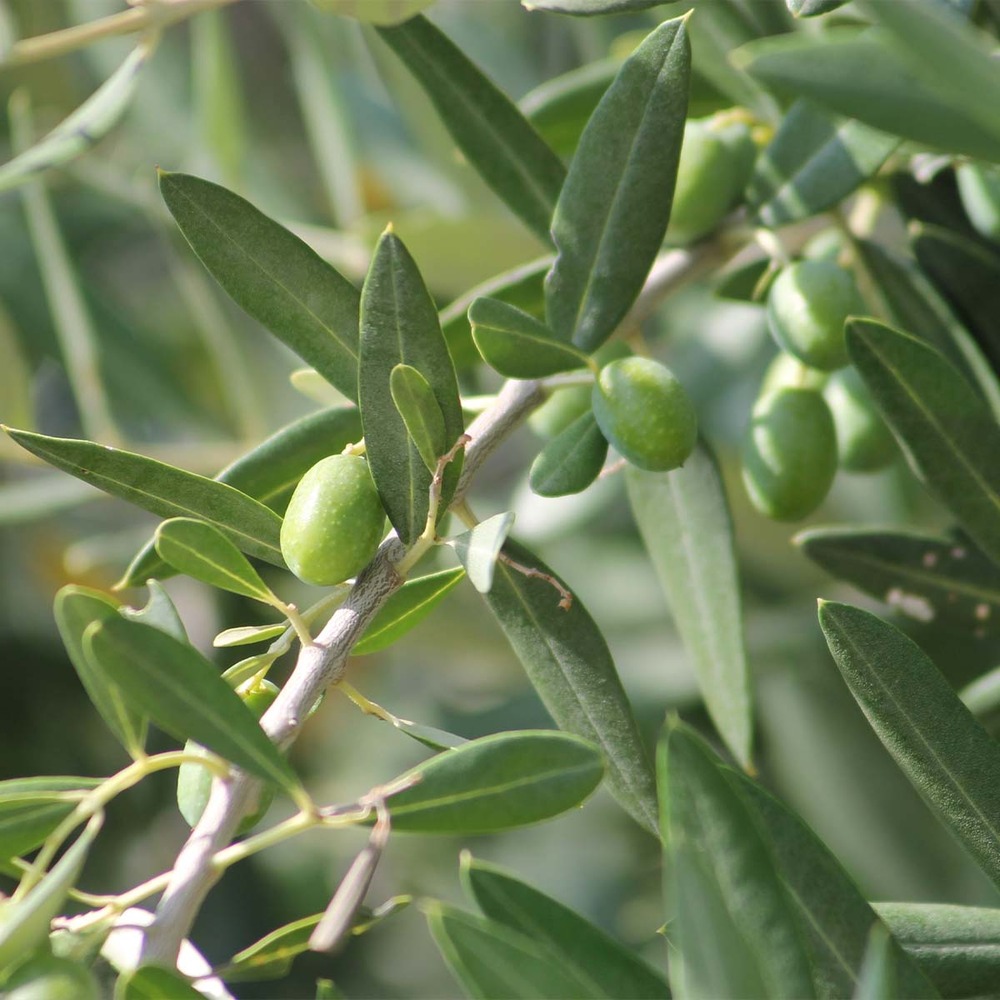 2x olea europaea - olivier sur tronc - arbre méditerranéen - rustique – ⌀14 cm - ↕40-50 cm