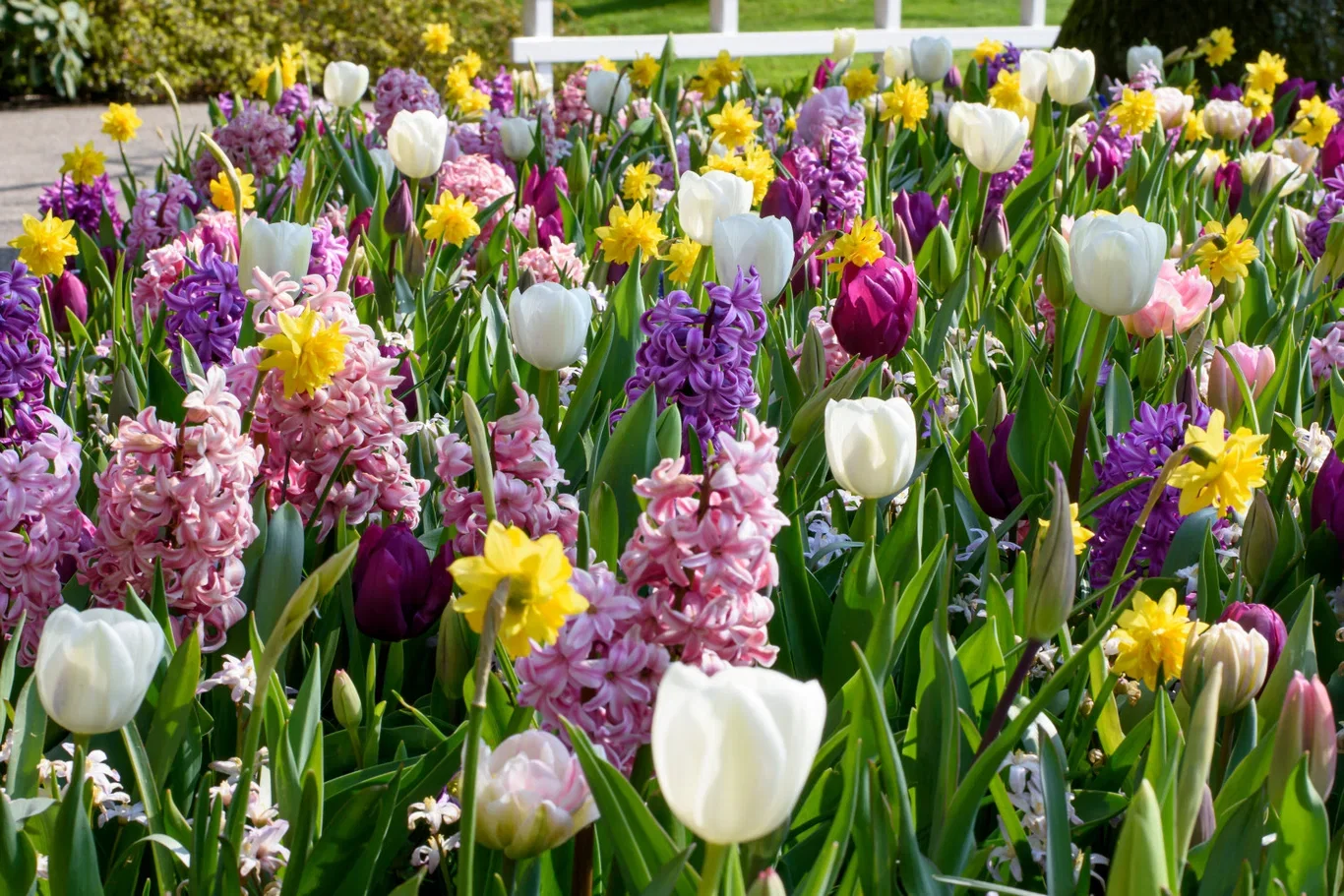 Plantagen Blomsterløk miks Ratatouille Pastel Tones