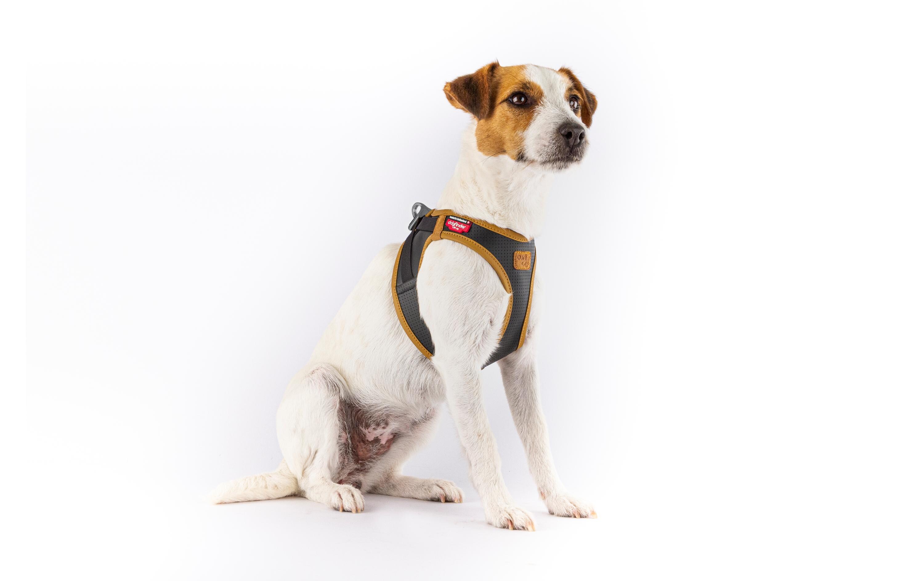Geschirr Apfelleder, S, SchwarzHundegeschirr