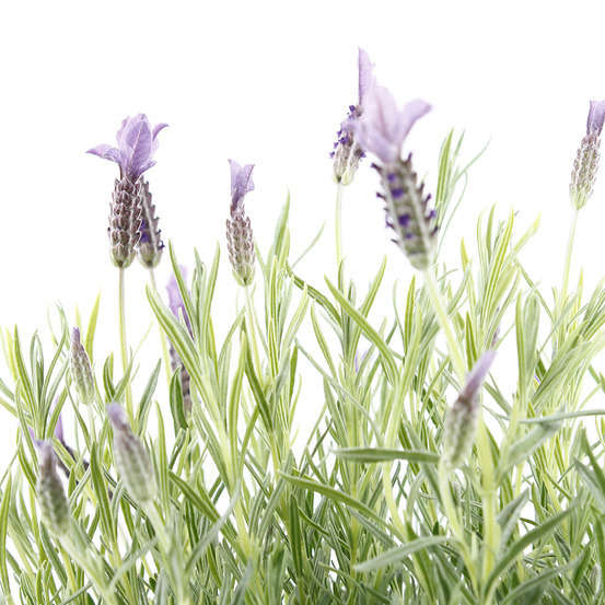Lavandula stoechas Willowale : ctr 3 litres RC