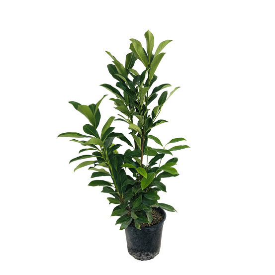 Prunus laurocerasus ' Caucasica ' : H 60/80 cm ctr 4 litres