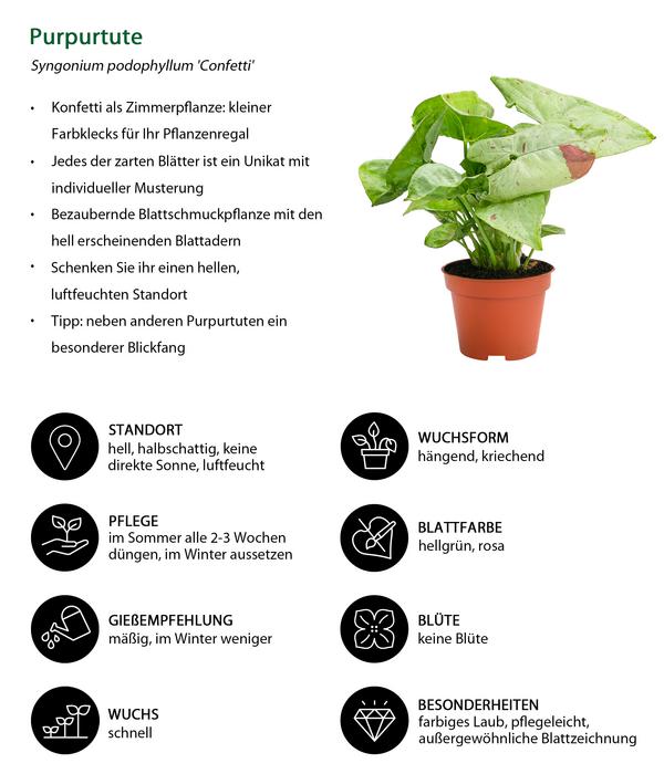 Zimmerpflanzen-Set Dschungelträume, 3-teilig
