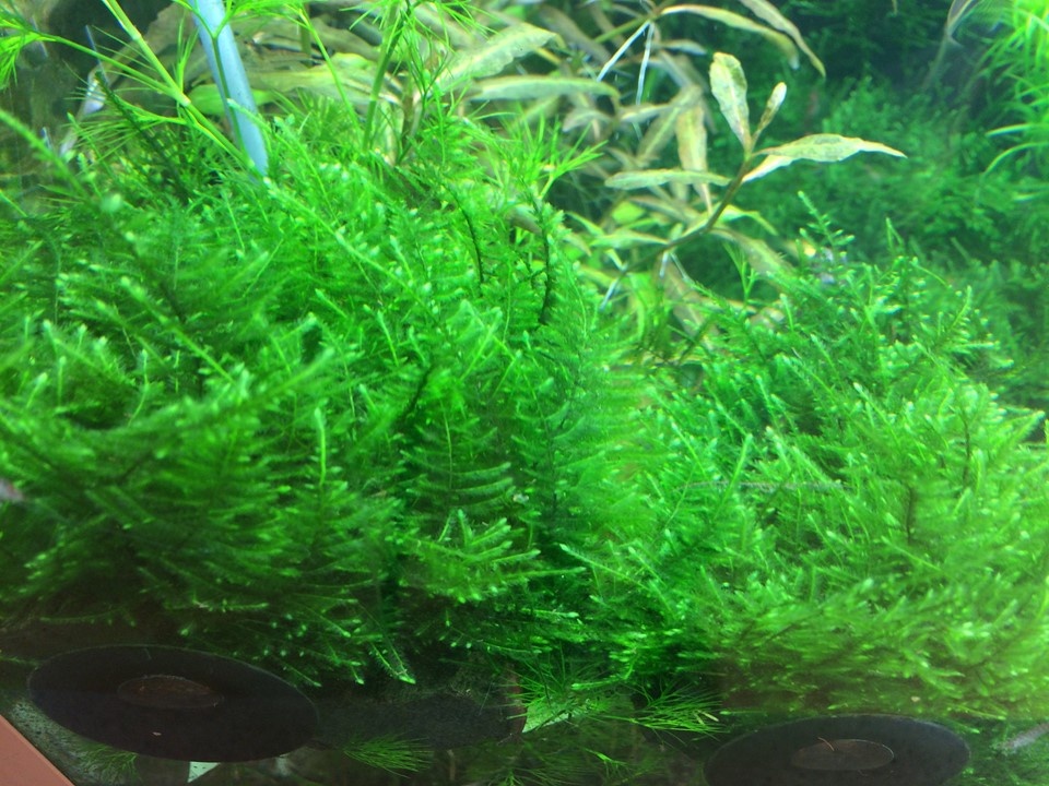 Waterplant Taxiphyllum Alternans Taiwan Moss
