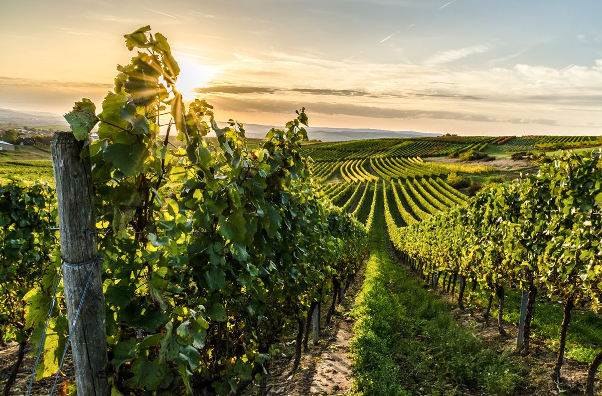 Weinreise nach Nebra - Verkostung & Übernachtung