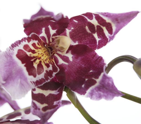 Zahnzungen-Orchidee - Odontoglossum-Hybriden,