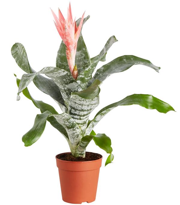 Lanzenrosette - Aechmea fasciata