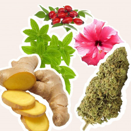Equilibre Extase, Tisane CBD Bio Gingembre