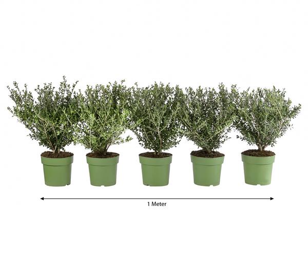 1 Meter Berg-Ilex 'Glory Gem', 5 x ca. 35 cm