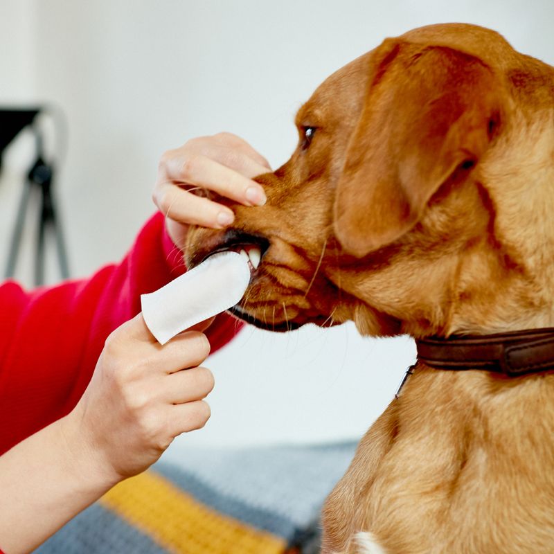 Doigtiers jetables Vet's Best Clean pour les dents