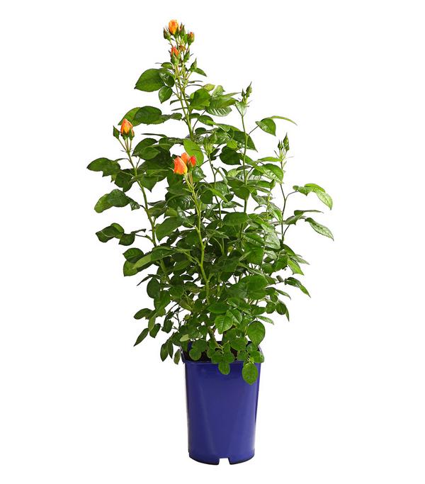 Beetrose 'Hansestadt Rostock®'