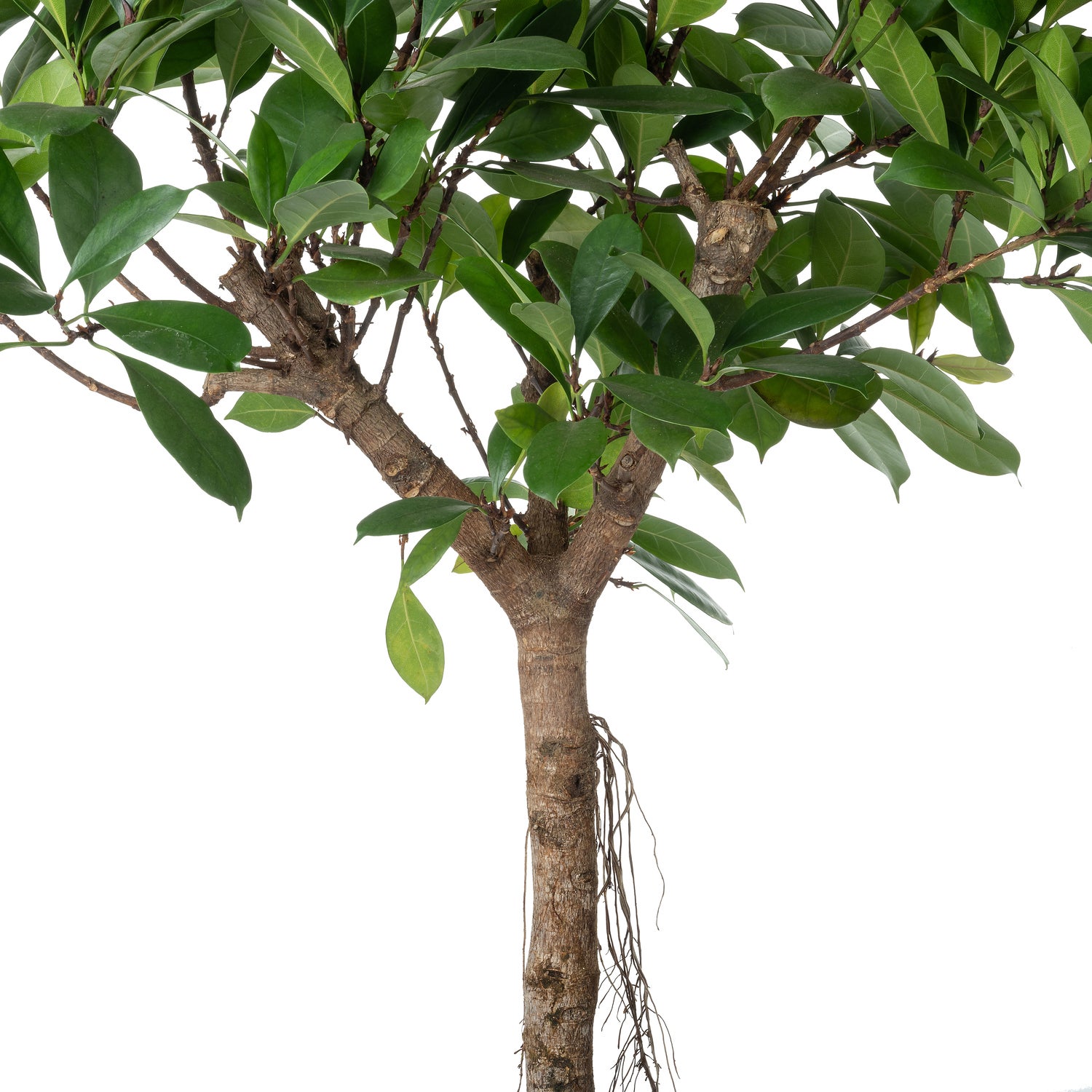 Groene vijg op stam (Ficus cyathistipula) D 30 H 150 cm