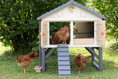 Smoby Hønsehus Cluck Cluck Cottage