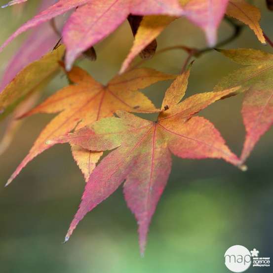 Erable du Japon, Acer palmatum : pot de 80 litres