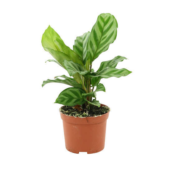 Plantes vertes : pot d.8cm - Variétés variables