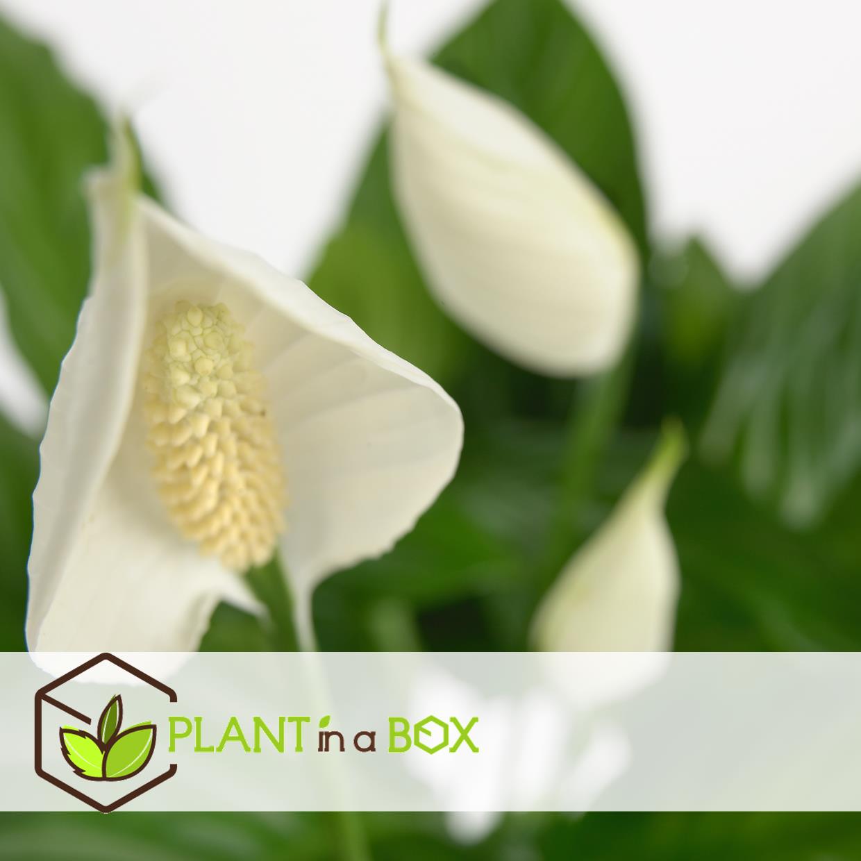 Spathiphyllum 'spoonplant' - set de 4 - pot 12cm - hauteur 30-40cm