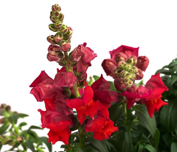 Garten-Löwenmäulchen, verschiedene Farben