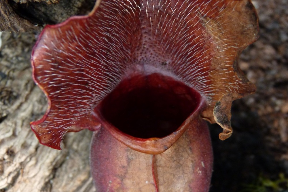 Jardin dans le sac - sarracénie pourpre - 10 graines - sarracenia flava / s. Purpurea - mix