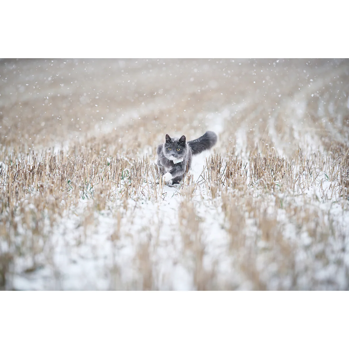 Lilcat GPS-sporingsbrikke for katter
