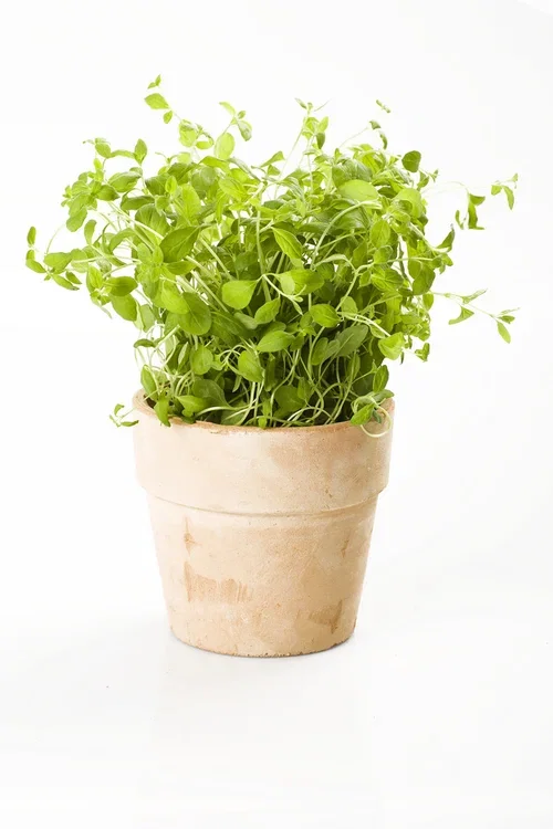 Origanum vulgare 12 cm Oregano Ø12 cm