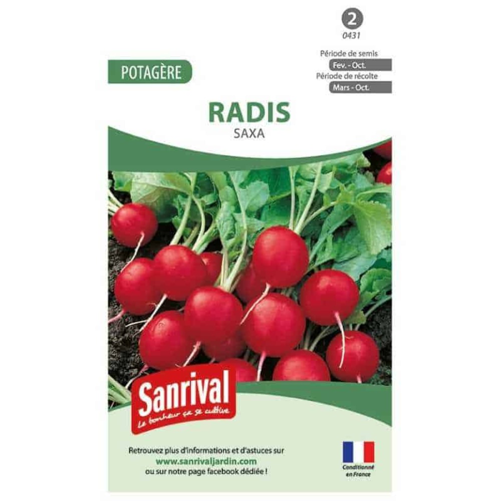 Graines radis rond ecarlate saxa