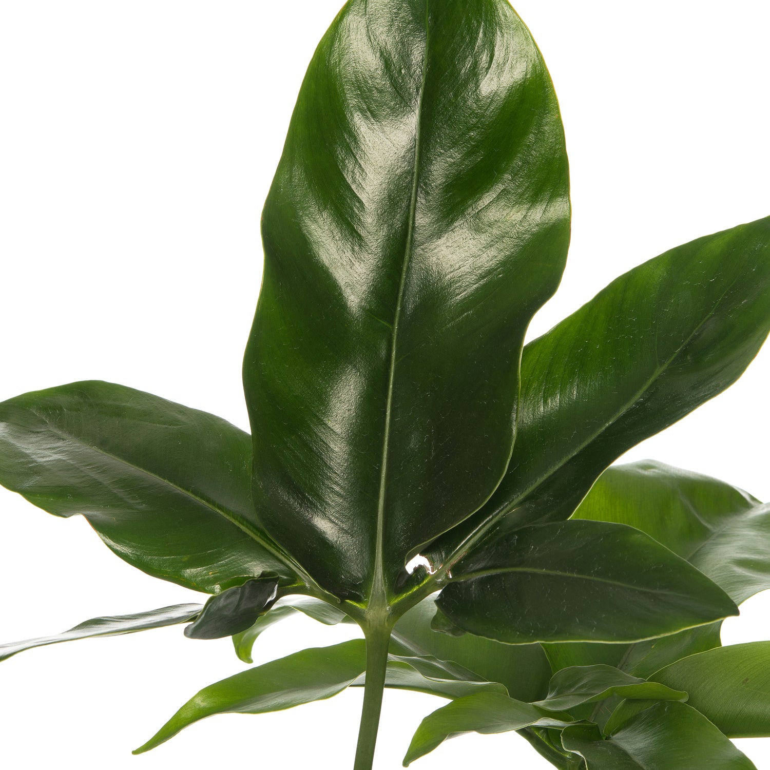 Philodendron (Philodendron 'Fun Bun') D 24 H 110 cm