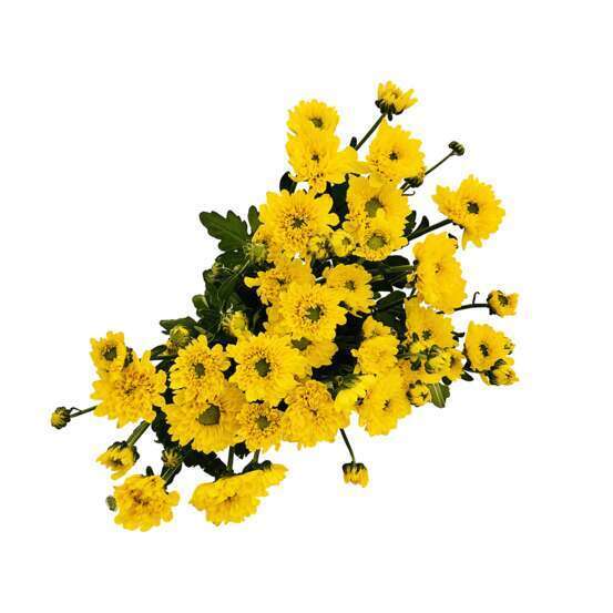 Botte de Chrysanthèmes Santini - 5 tiges : coloris variables