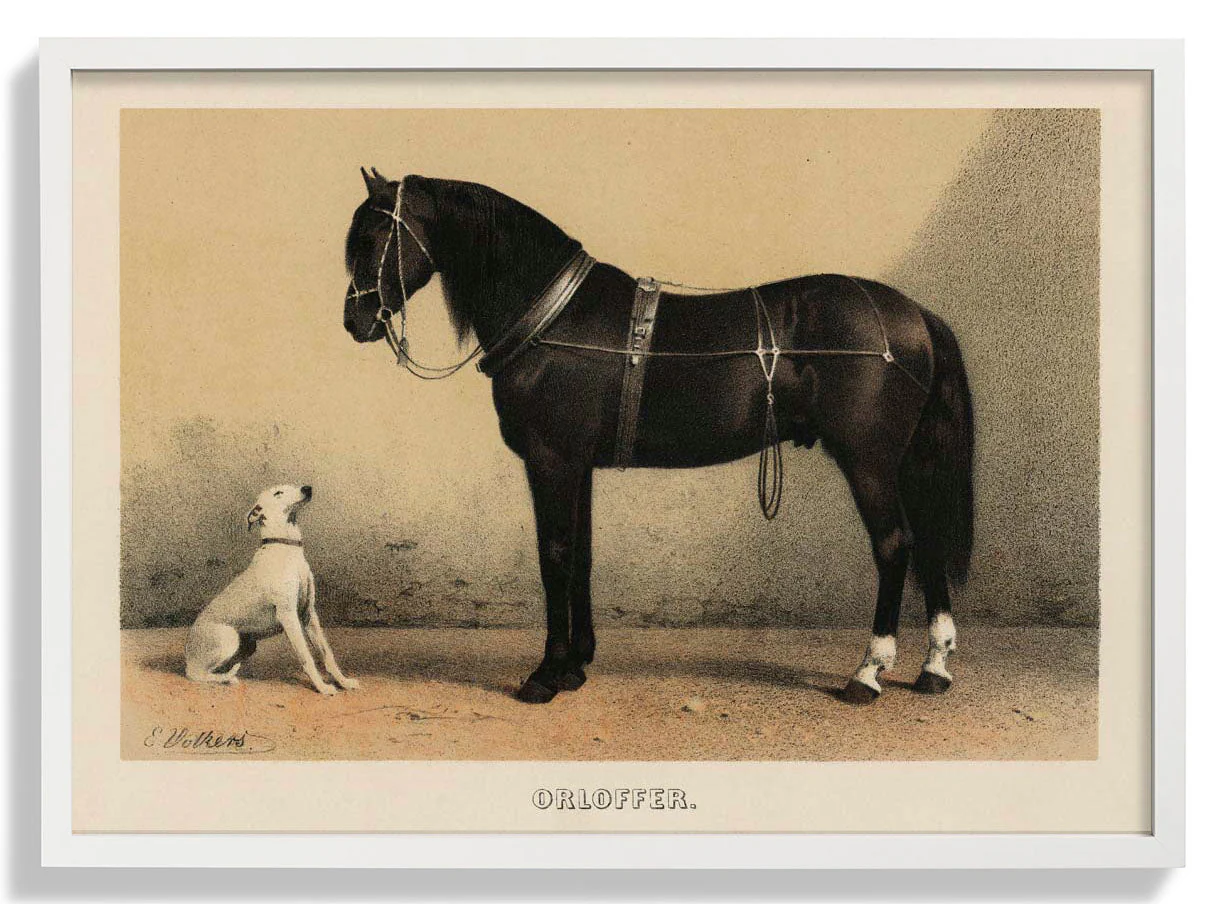Orloff Pferd & Hund