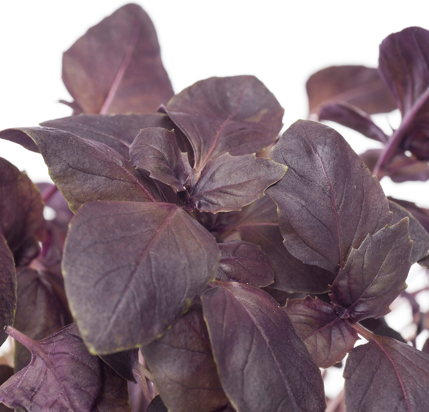 Rode Basilicum (Ocimum basilicum) D 12 H 20 cm
