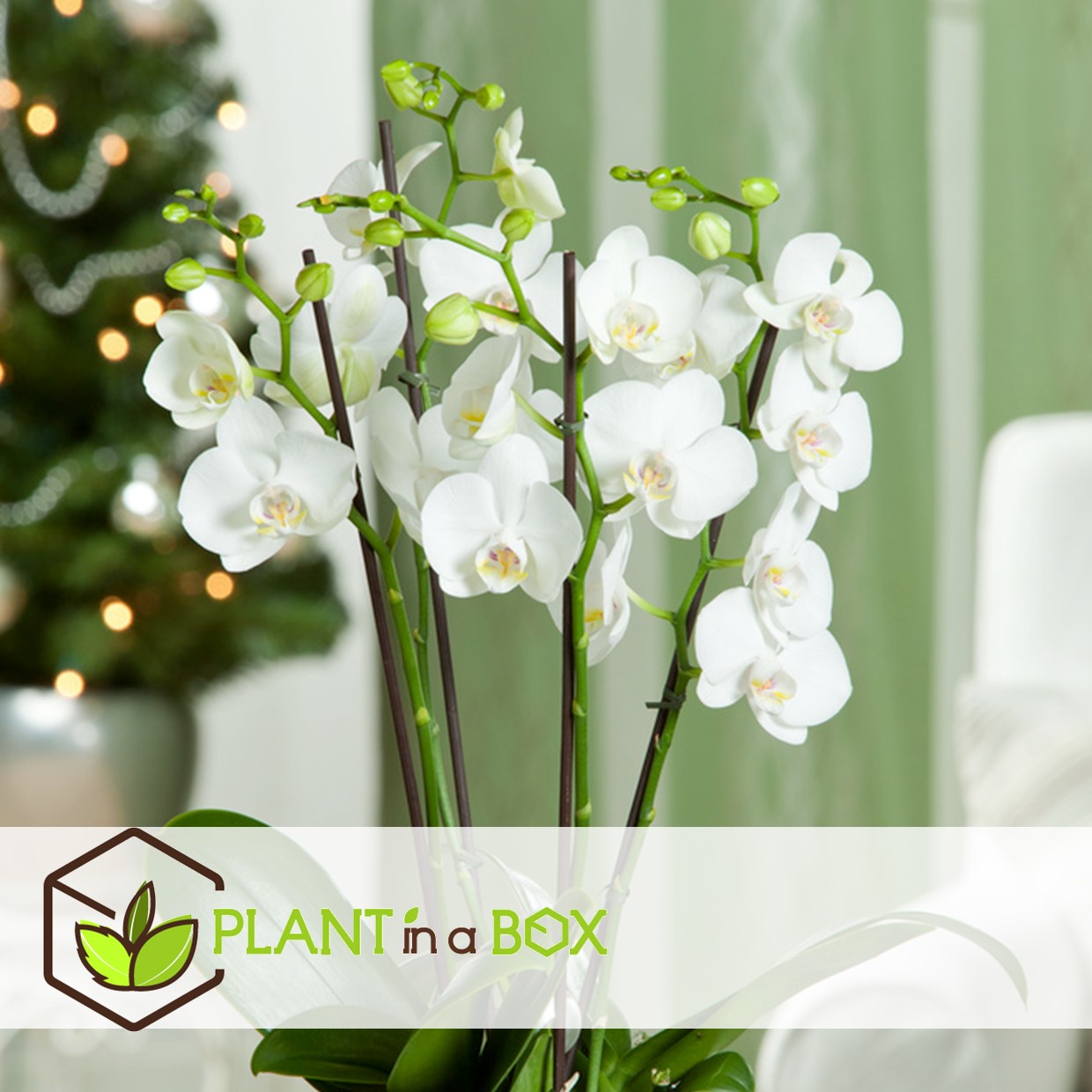 Phalaenopsis - orchidée blanc - pot 12cm - hauteur 50-60cm