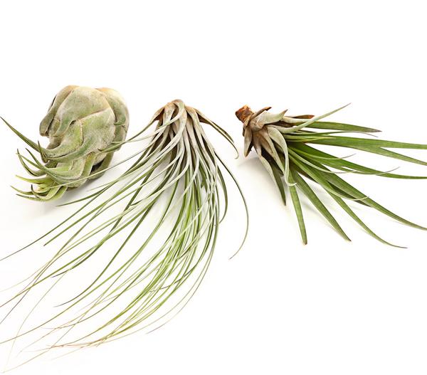 XXL Tillandsien-Set - Tillandsia Hybride,