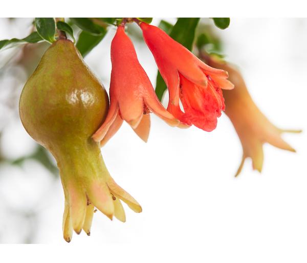 Granatapfel