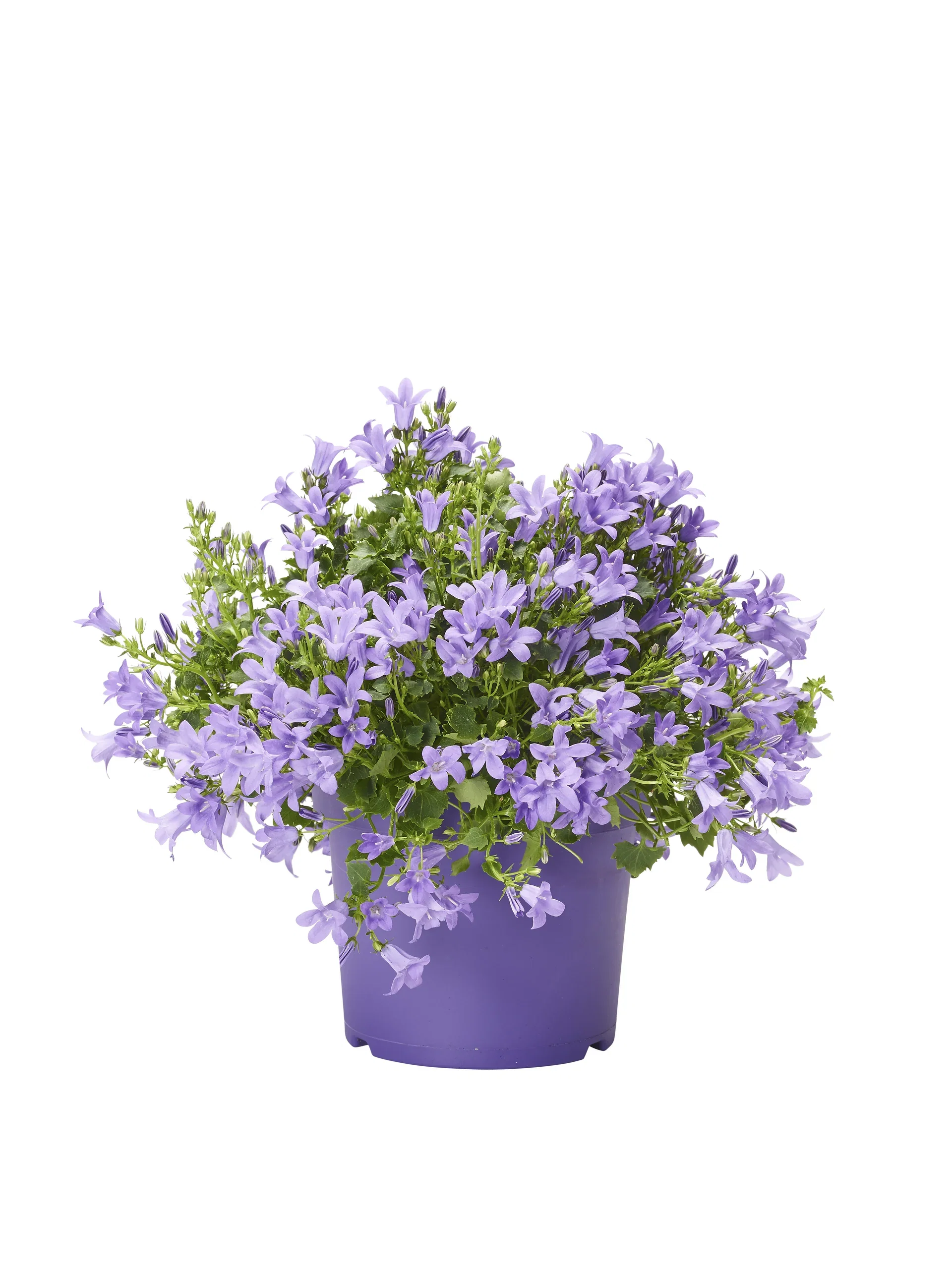 Campanula portenschlagiana GET MEE ('Pkmp01') Krypklokke 'Get Mee' Ø17 cm