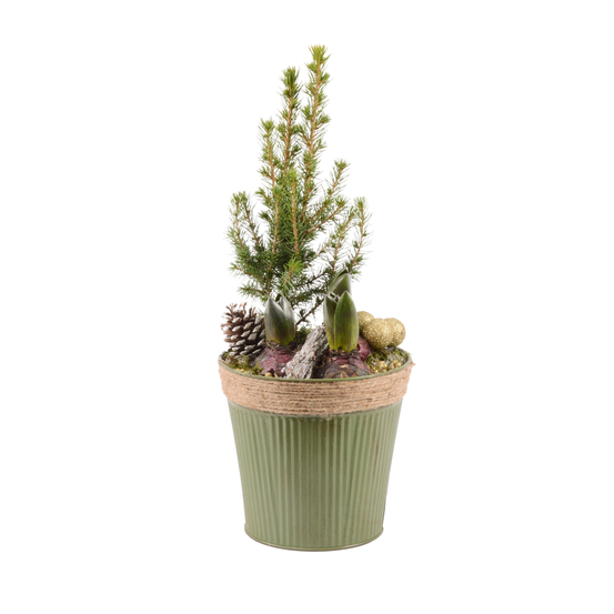 Jacinthe x3 et Picéa avec déco Nature D18