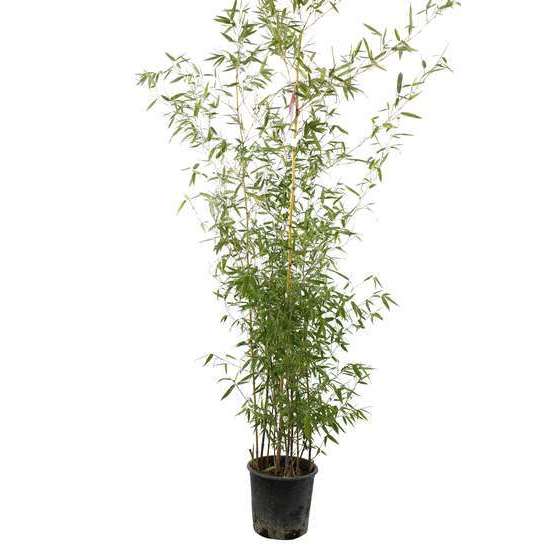 Bambou moyen phyllostachys aureosulcata 'Aureocaulis': pot de 7 litres