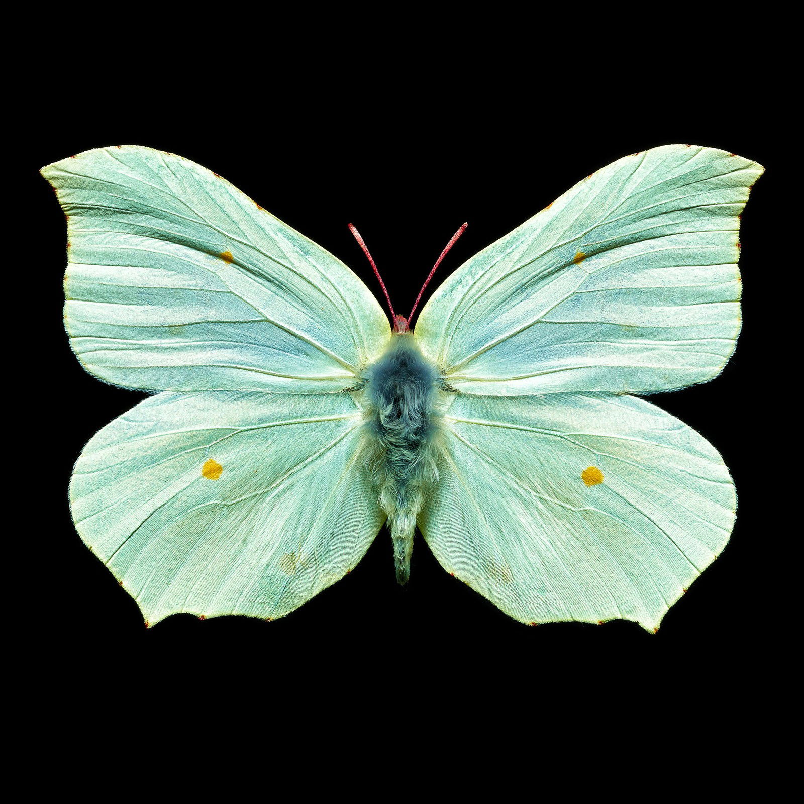 Butterfly V by Heiko Hellwig - Limited Edition. Edition of: 150. Signed.