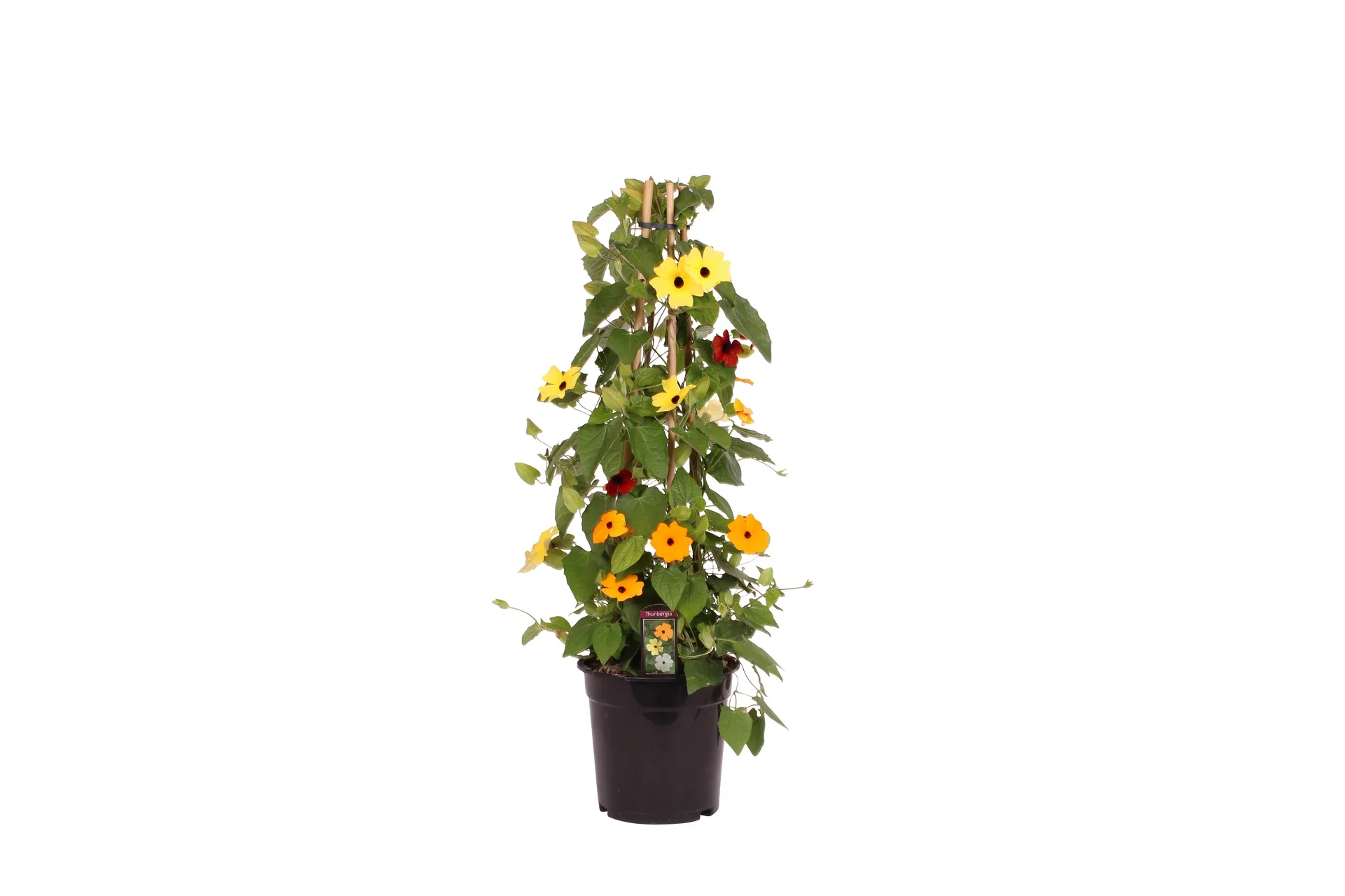 Thunbergia Susanne med det sorte øyet Ø19 cm